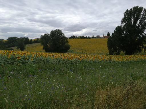 Bed and Breakfast Domaine De Cayre Mervilla Exterior foto